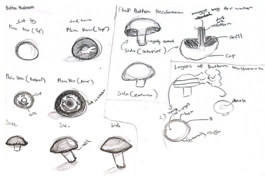 Pencil studies of mushrooms drawn from the top, side and underneath